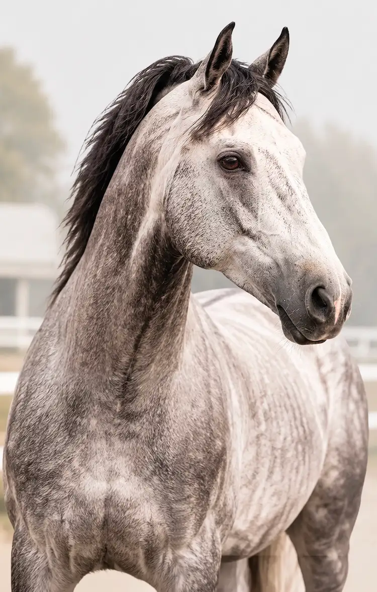 Caballo para la línea Omolin